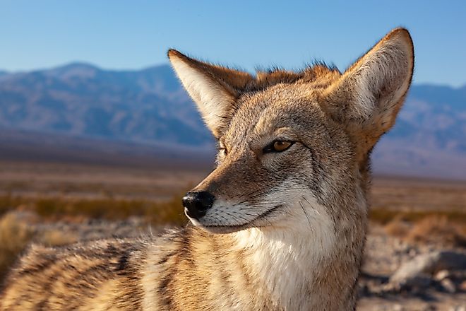 Coyote (Canis latrans)