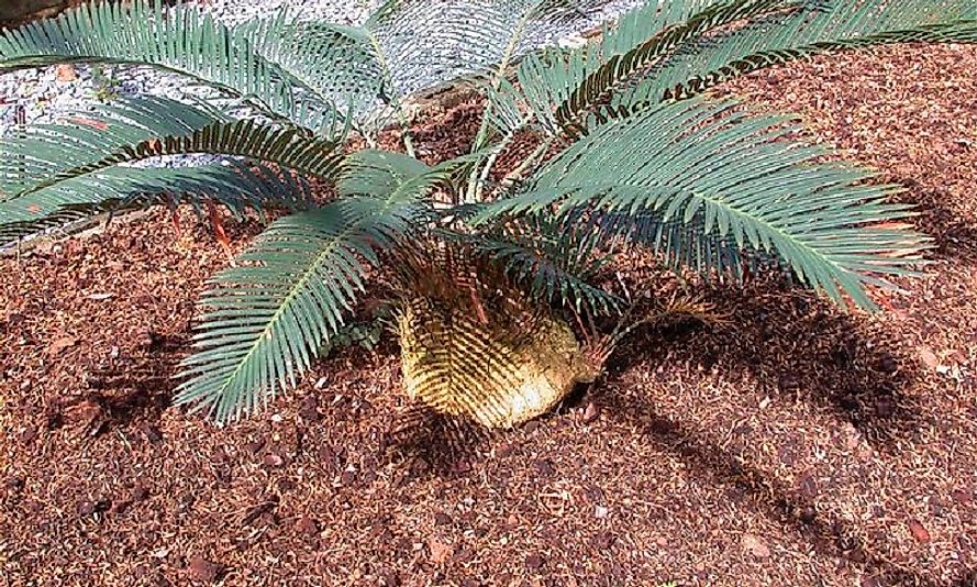 A specimen of Cycas campestris.