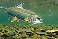Underwater rainbow trout in the Russian River, Alaska