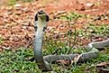 An angry King Cobra snake, one of the fastest snakes in the world.