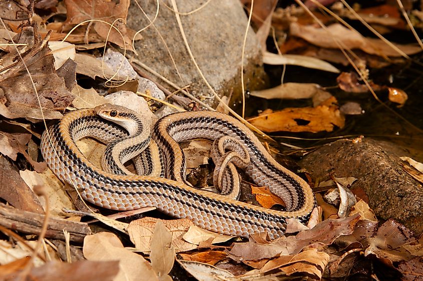 the Western patch-nosed snake
