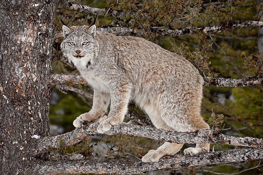 Canadian lynx (lynx canadensis) in a tree.