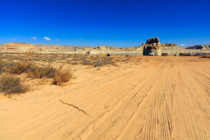 Snake slithering acroos a dirt road near Lake Powell, Utah.