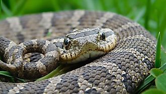 Eastern Hog Nose Snake.